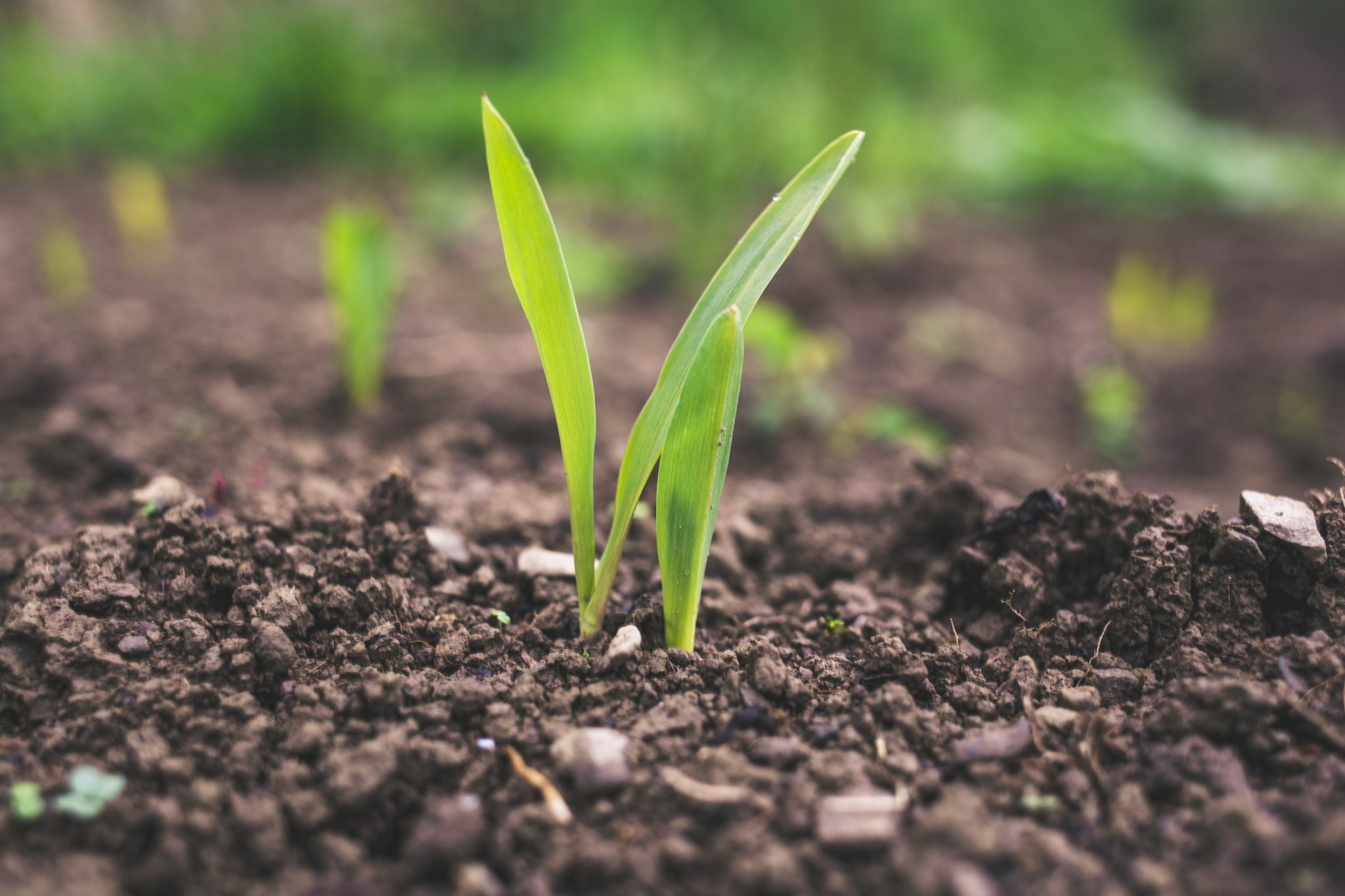 Qu est ce Que L agriculture Intensive D finition Riav